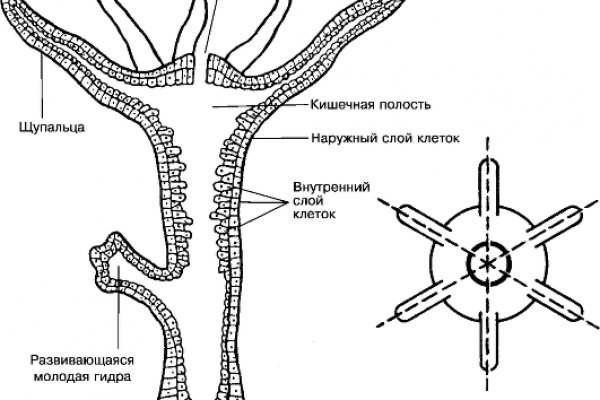 Модератор на кракене